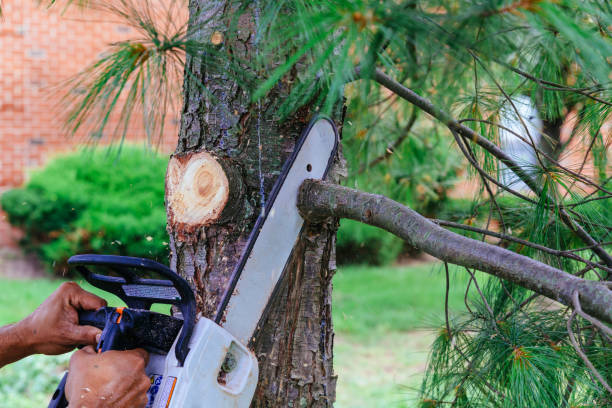 How Our Tree Care Process Works  in  Manor, TX